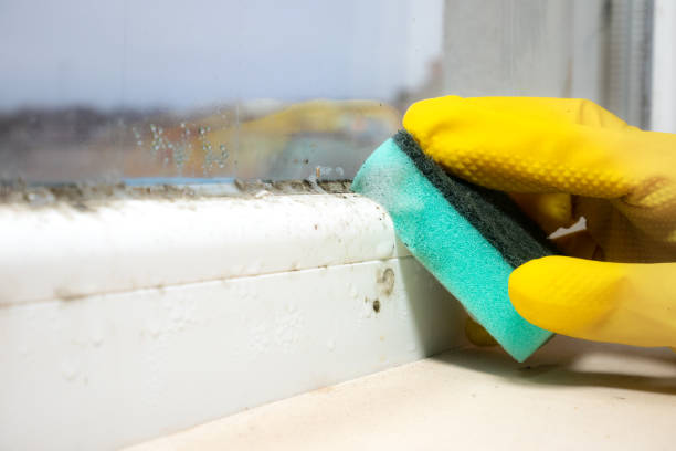 Best Black Mold Removal  in Gretna, NE