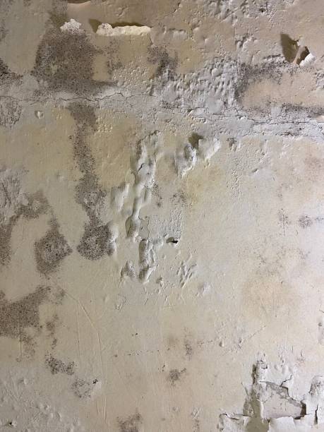 Best Mold Cleaning Services  in Gretna, NE