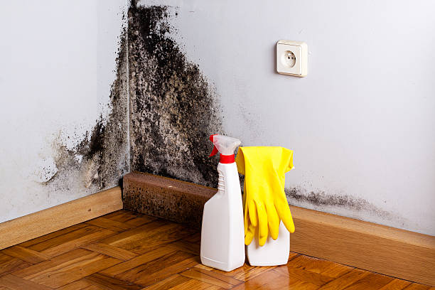 Best Commercial Mold Removal  in Gretna, NE